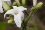 Texas bullnettle